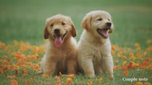 【フィギュア化】3Dペットショップの評判・口コミ【犬と猫の3D制作】