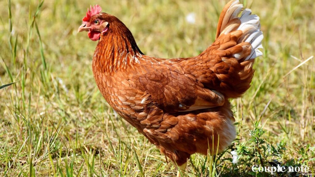 【どっち派？】ケンタッキーはまずい？美味しい？評判・口コミを200名で調査